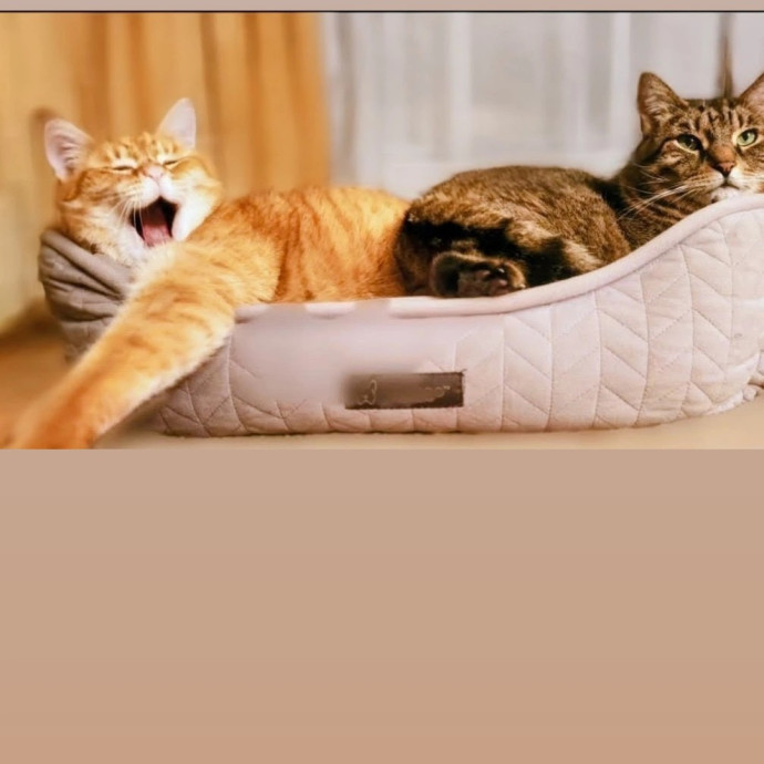 A Whisker And A Paw Cat Sitting
