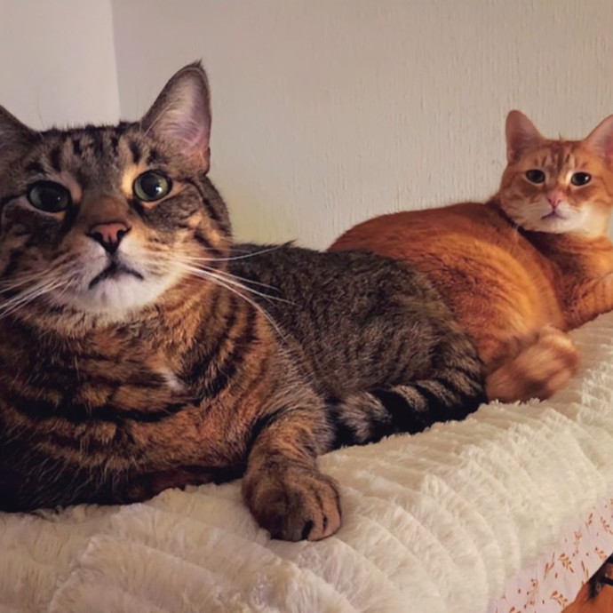 A Whisker And A Paw Cat Sitting