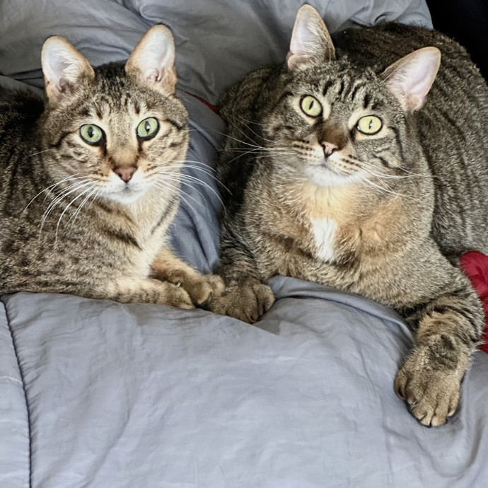 A Whisker And A Paw Cat Sitting