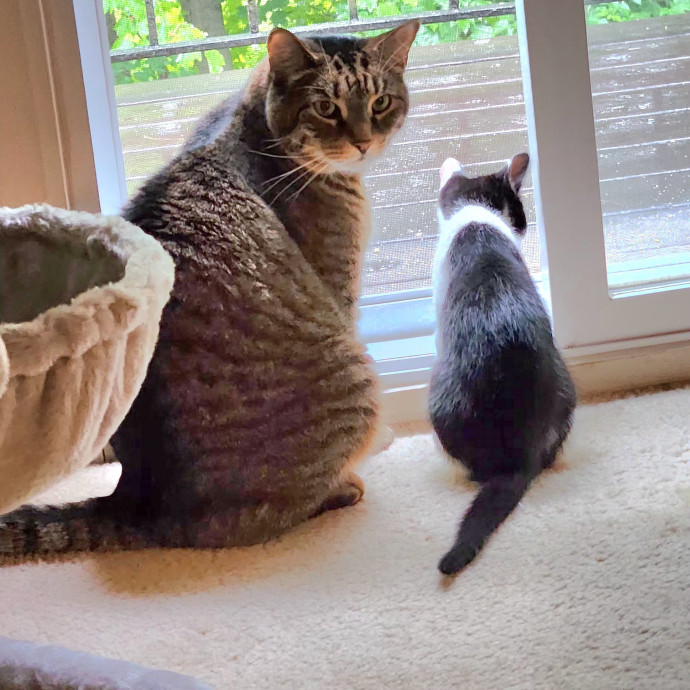 A Whisker And A Paw Cat Sitting