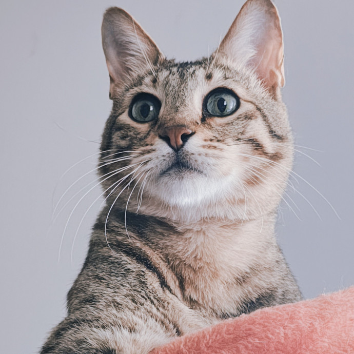 A Whisker And A Paw Cat Sitting