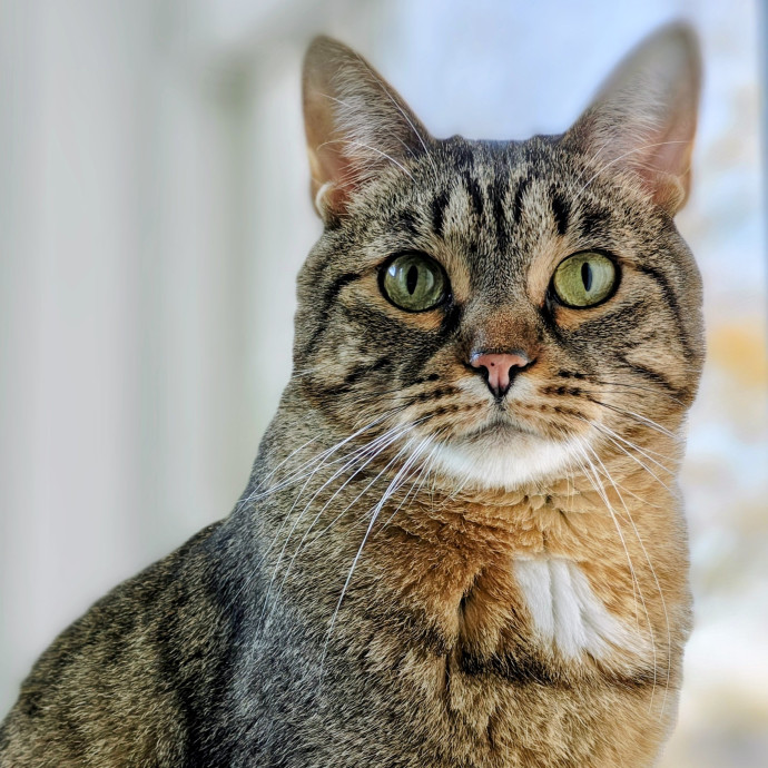 A Whisker And A Paw Cat Sitting