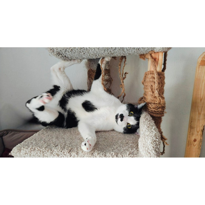 A Whisker And A Paw Cat Sitting