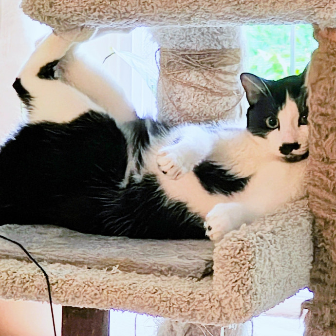 A Whisker And A Paw Cat Sitting photo 3