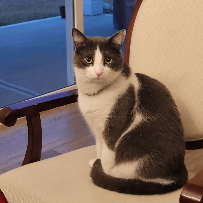 Fun And Loving Cat Sitter photo 3