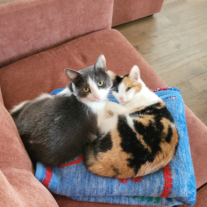 Fun And Loving Cat Sitter photo 2