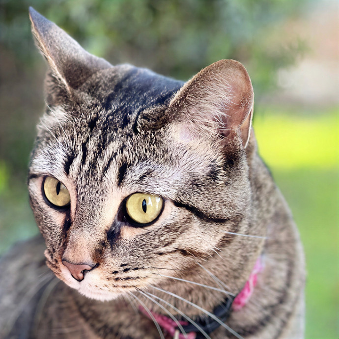 Michelle's Cat Sitting
