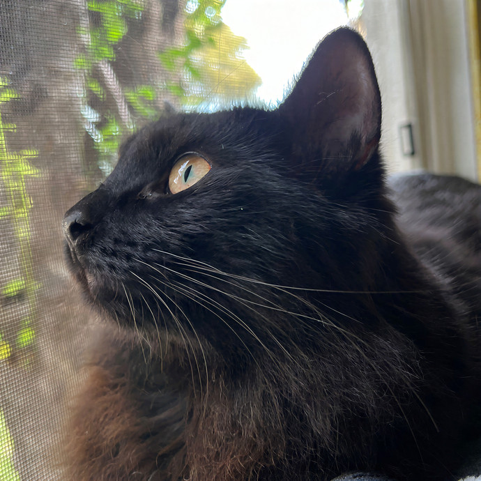 Michelle's Cat Sitting