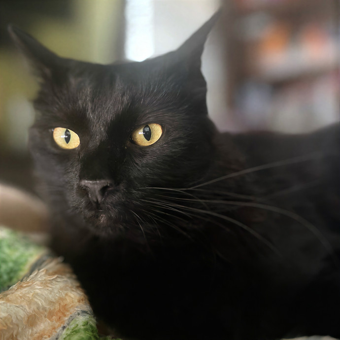 Michelle's Cat Sitting photo 3