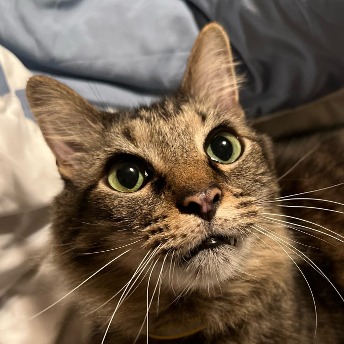 Michelle's Cat Sitting photo 2