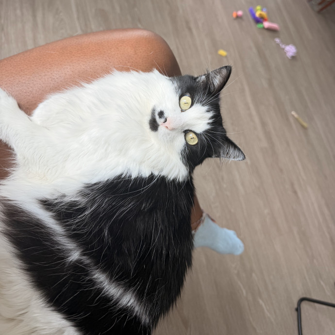 Best Cat Sitter N Town