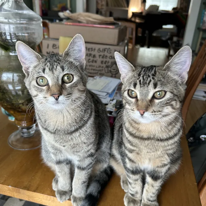 Cat Lady Extraordinaire photo 3