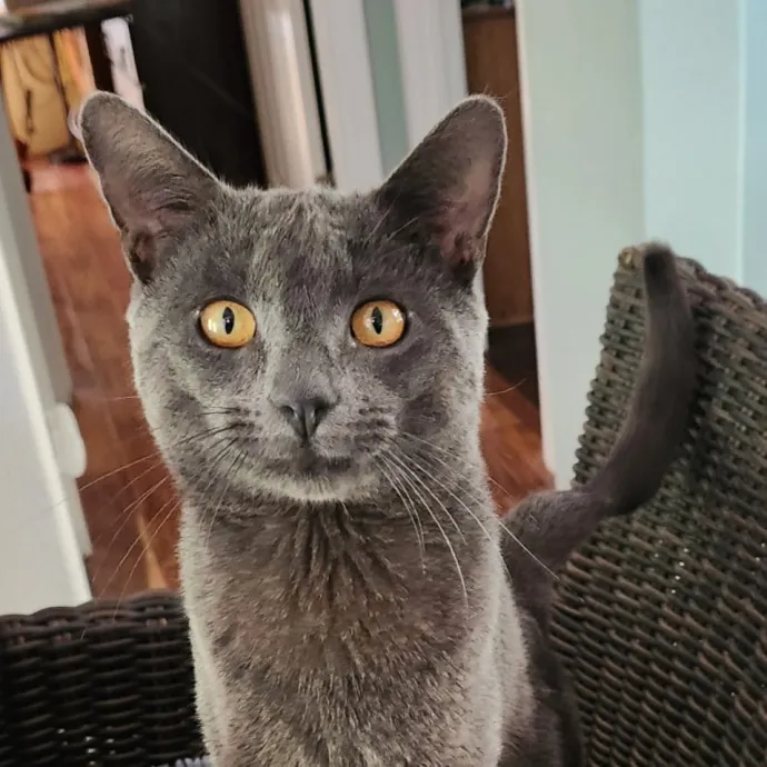 Esther's Feline Finery