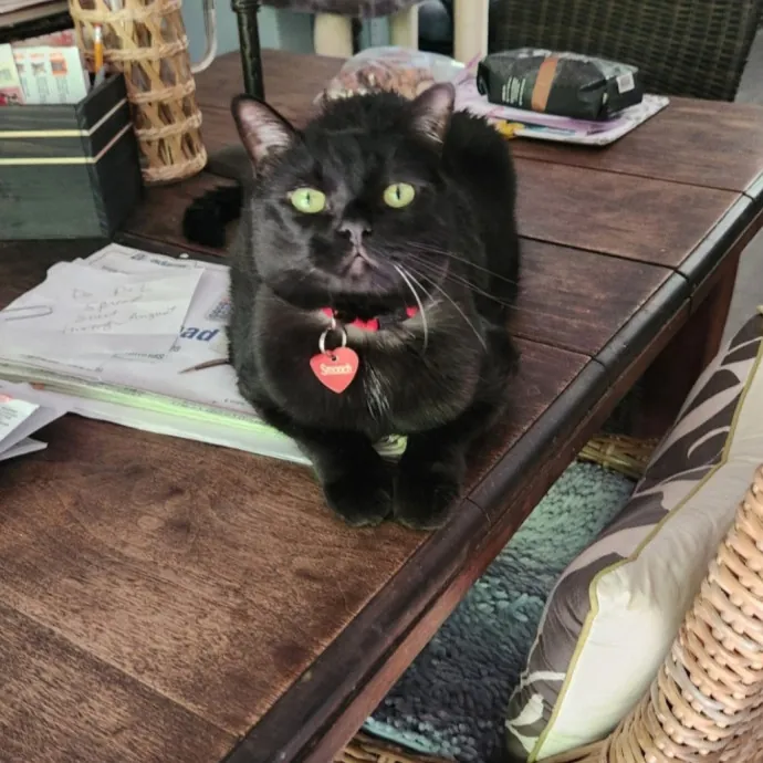 Esther's Feline Finery photo 4