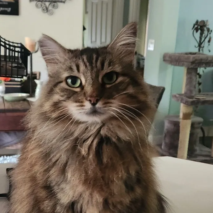 Esther's Feline Finery photo 3