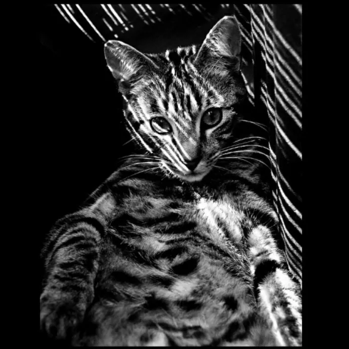 Jay Loves Cats photo 3