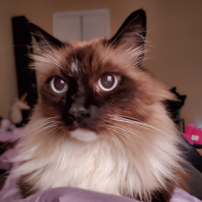 Jenny's Puuurfect Sitter Experience