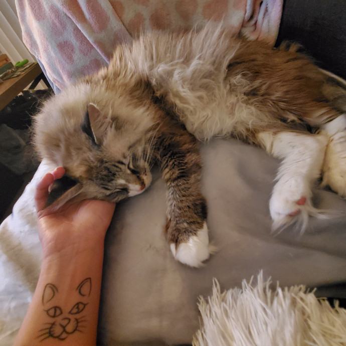 Jenny's Puuurfect Sitter Experience