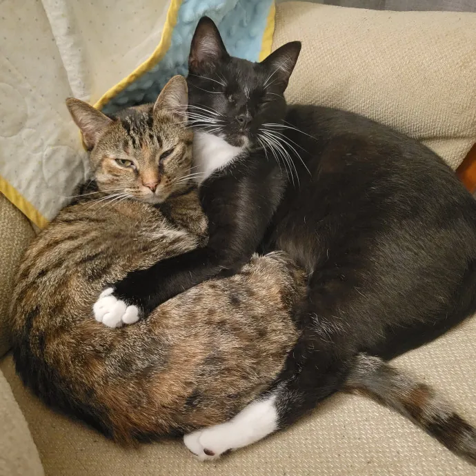 Toe Beans And Whiskers