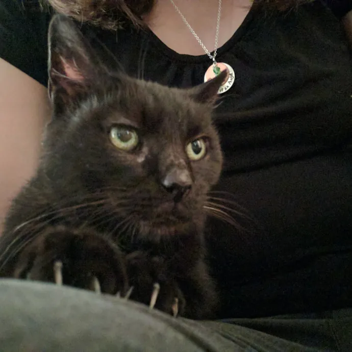 Toe Beans And Whiskers