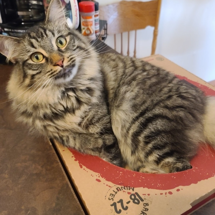 Maple Grove Cat Lady's Pet Sitting
