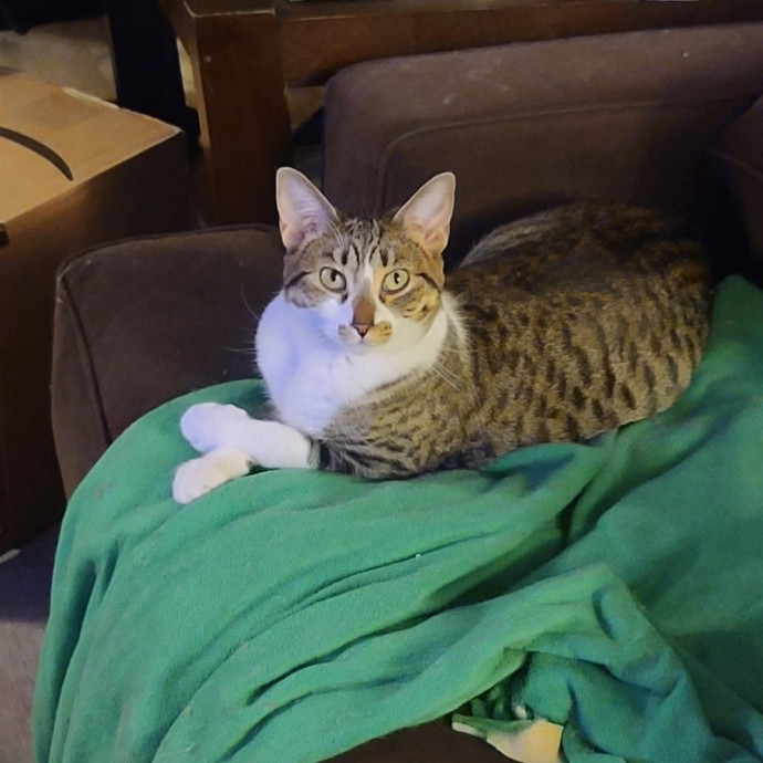 Maple Grove Cat Lady's Pet Sitting