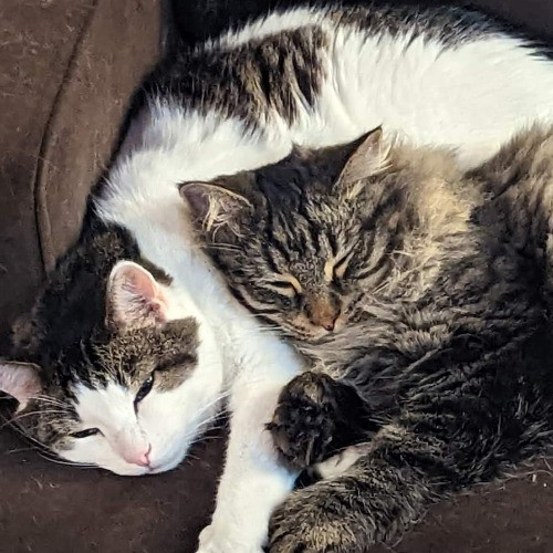 Maple Grove Cat Lady's Pet Sitting