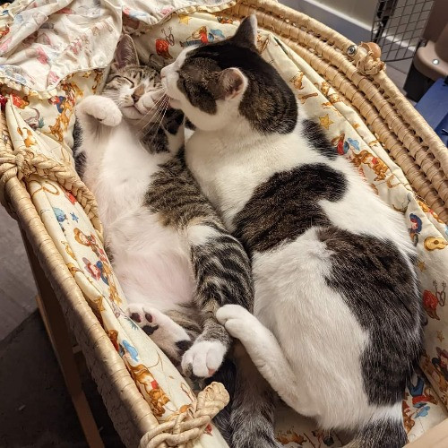 Maple Grove Cat Lady's Pet Sitting