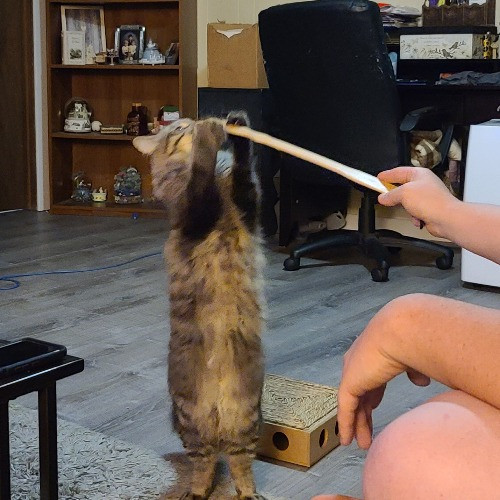 Maple Grove Cat Lady's Pet Sitting