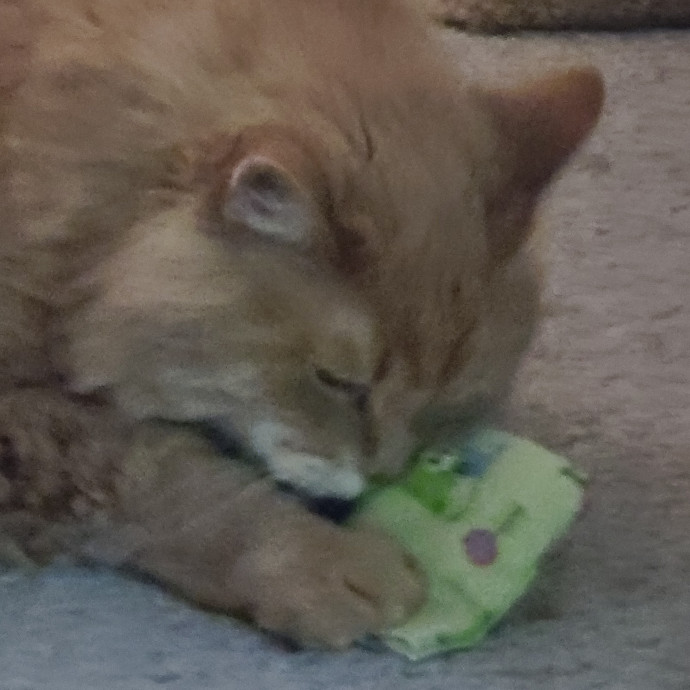 Maple Grove Cat Lady's Pet Sitting