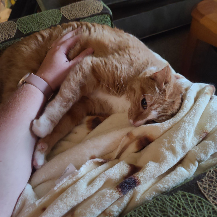 Maple Grove Cat Lady's Pet Sitting