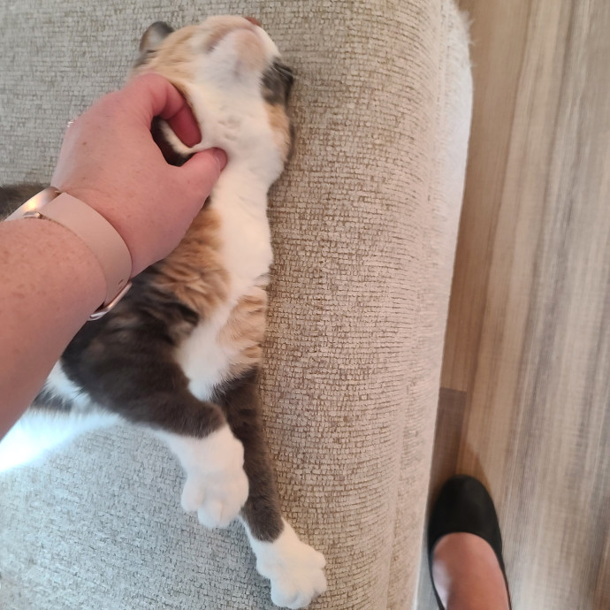 Maple Grove Cat Lady's Pet Sitting
