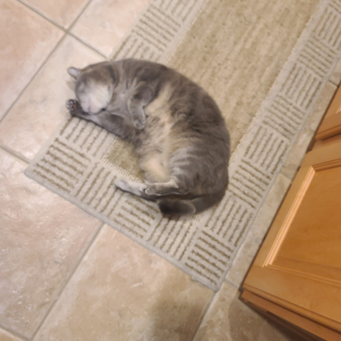 Maple Grove Cat Lady's Pet Sitting