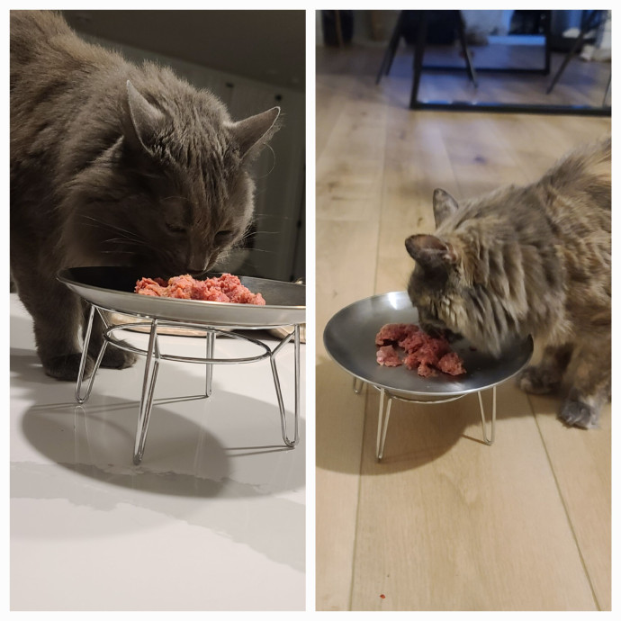 Maple Grove Cat Lady's Pet Sitting