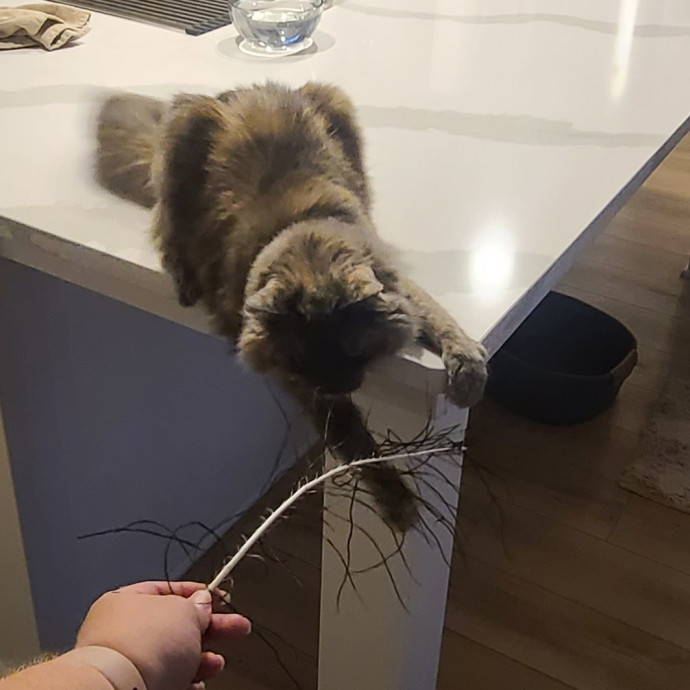 Maple Grove Cat Lady's Pet Sitting