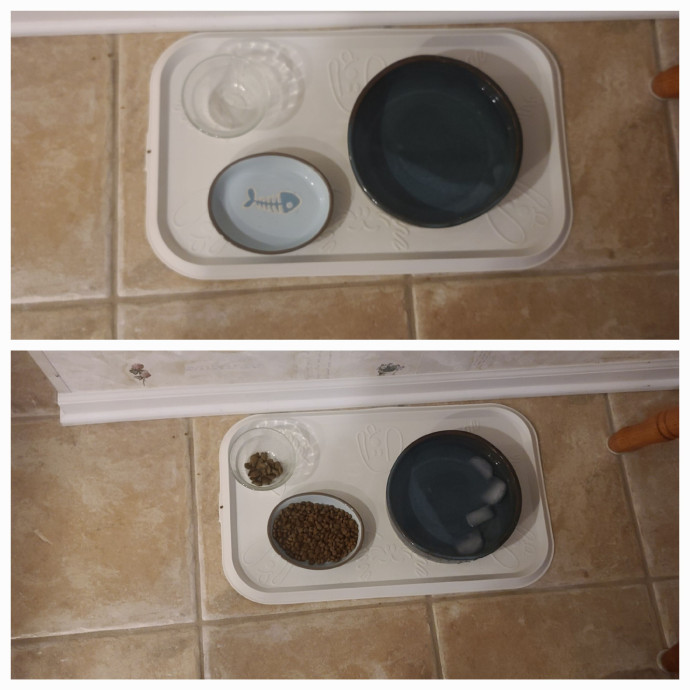 Maple Grove Cat Lady's Pet Sitting