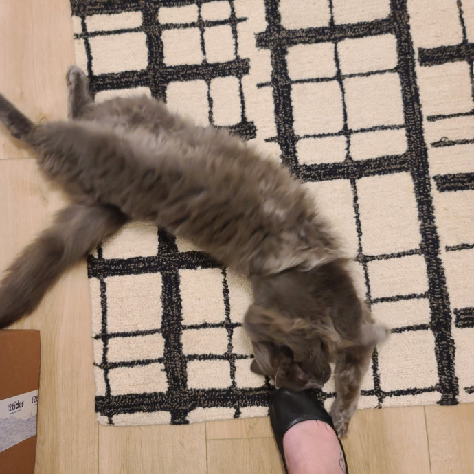 Maple Grove Cat Lady's Pet Sitting