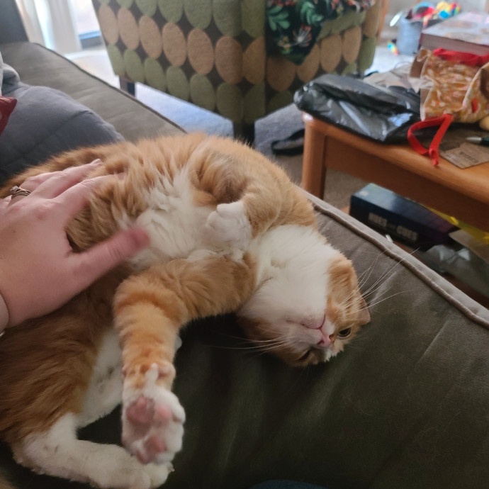 Maple Grove Cat Lady's Pet Sitting