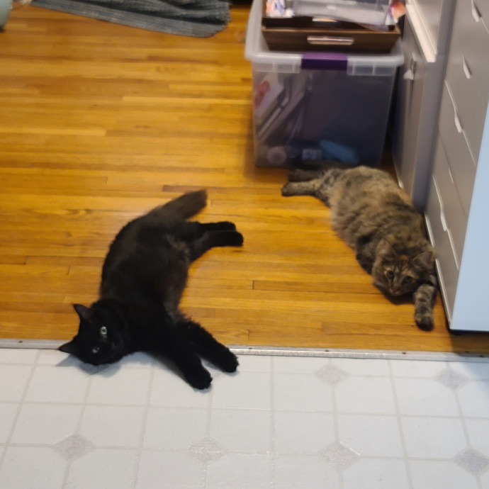 Maple Grove Cat Lady's Pet Sitting