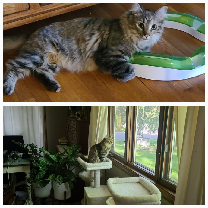 Maple Grove Cat Lady's Pet Sitting