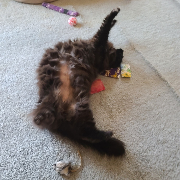 Maple Grove Cat Lady's Pet Sitting