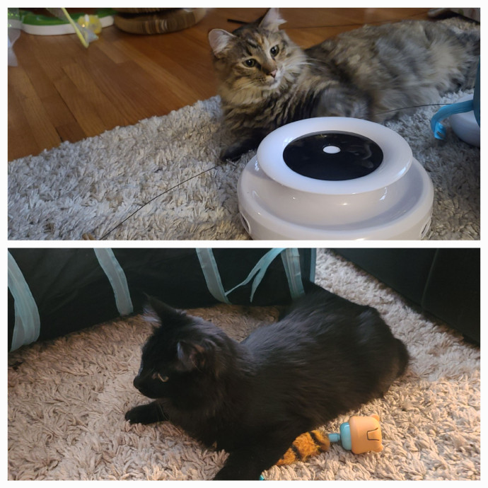 Maple Grove Cat Lady's Pet Sitting