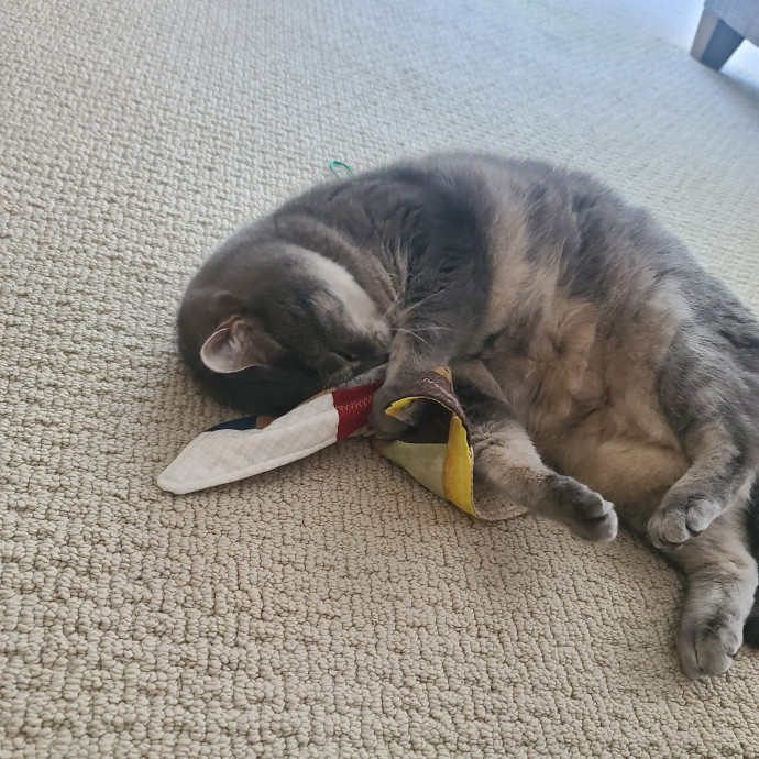 Maple Grove Cat Lady's Pet Sitting