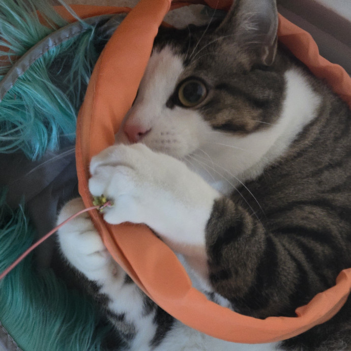 Maple Grove Cat Lady's Pet Sitting