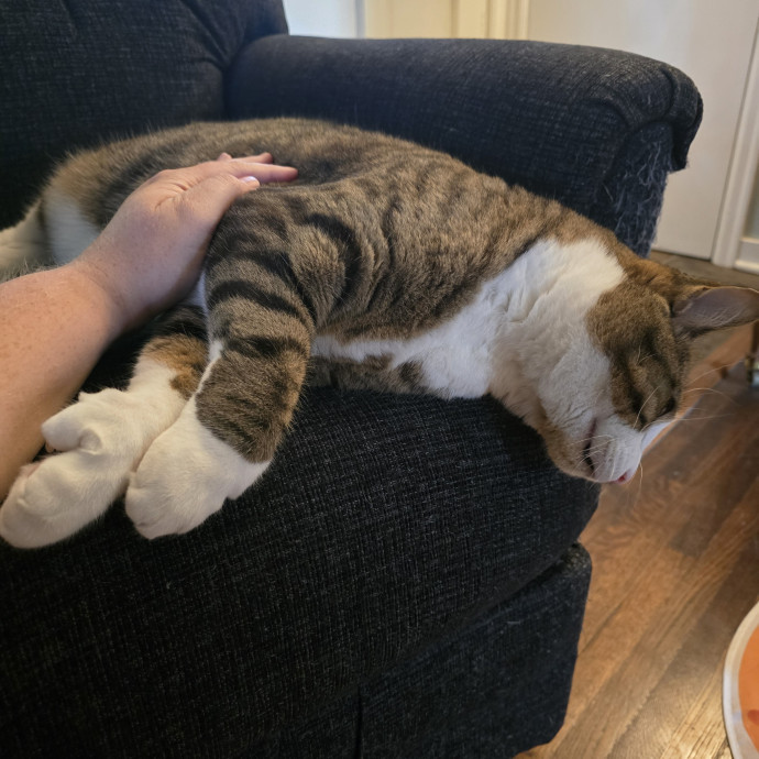 Maple Grove Cat Lady's Pet Sitting