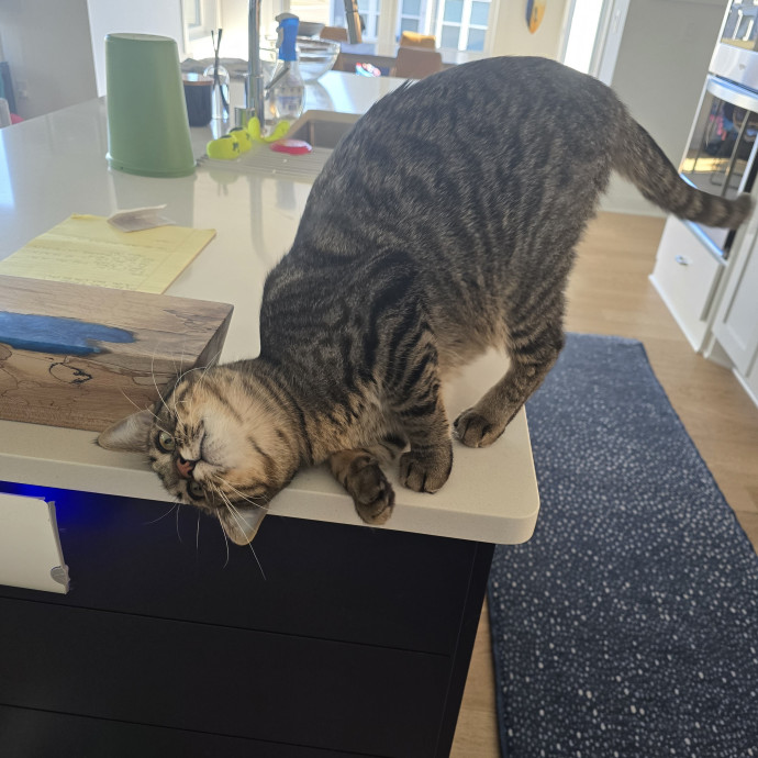 Maple Grove Cat Lady's Pet Sitting