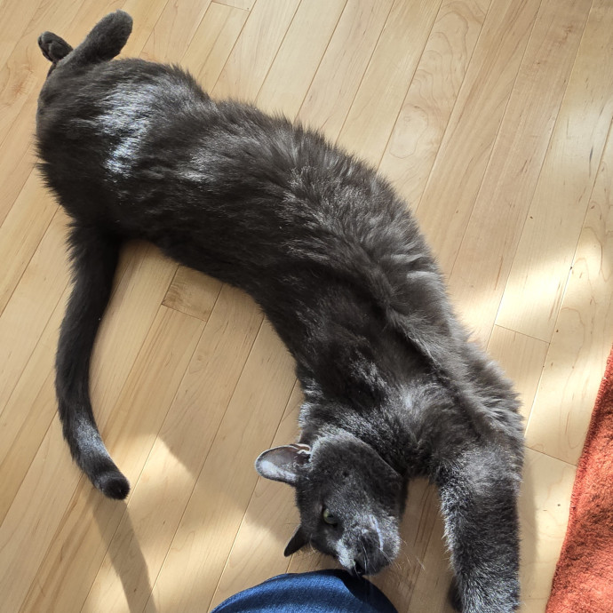 Maple Grove Cat Lady's Pet Sitting
