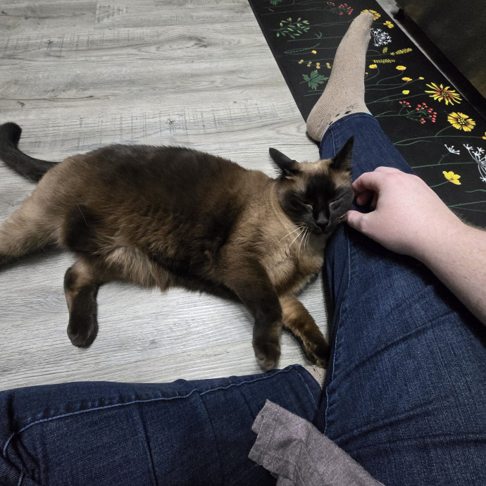 Maple Grove Cat Lady's Pet Sitting