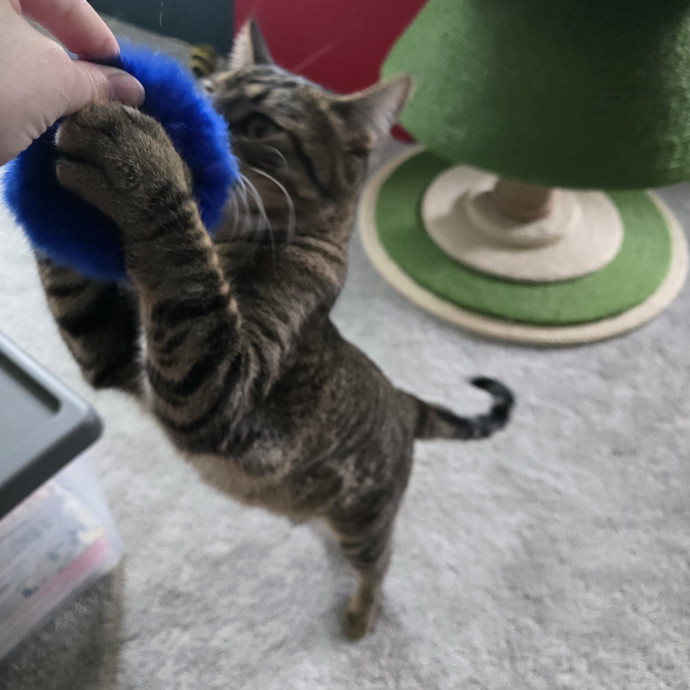Maple Grove Cat Lady's Pet Sitting