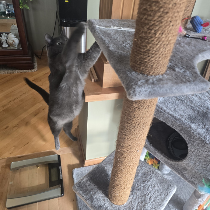 Maple Grove Cat Lady's Pet Sitting
